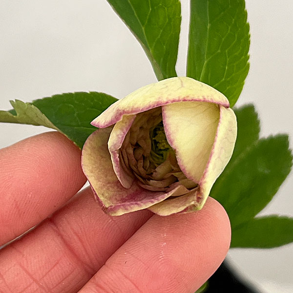 ●吉田園芸さんのクリスマスローズ：超多弁交配26-06／4.5号ポット【現品販売】