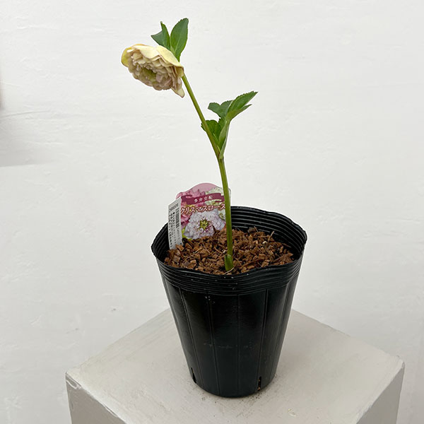 ●吉田園芸さんのクリスマスローズ：超多弁交配26-06／4.5号ポット【現品販売】