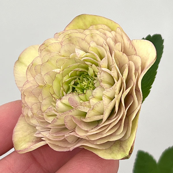 ●吉田園芸さんのクリスマスローズ：超多弁交配26-06／4.5号ポット【現品販売】