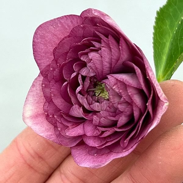 吉田園芸さんのクリスマスローズ：超多弁交配26-07／4.5号ポット【現品販売】