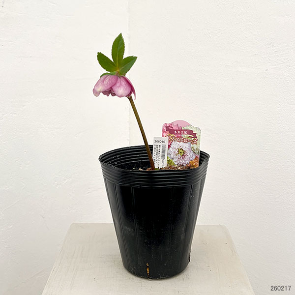 吉田園芸さんのクリスマスローズ：超多弁交配26-08／4.5号ポット【現品販売】