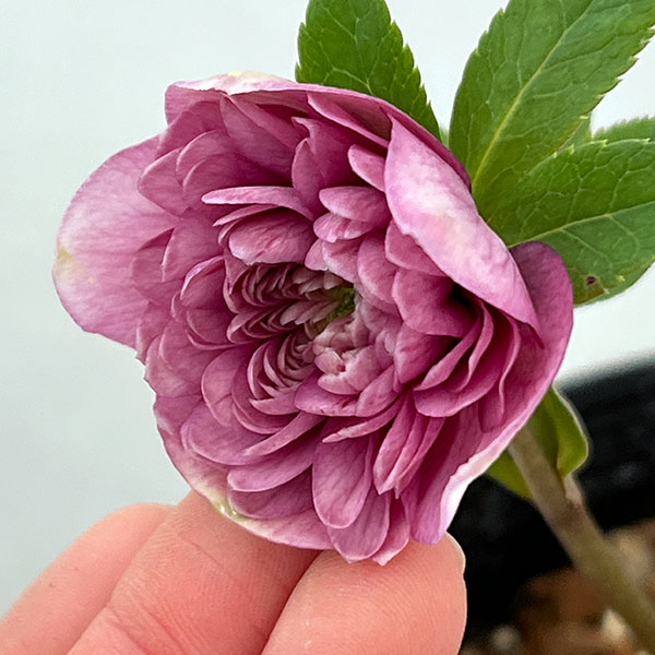 吉田園芸さんのクリスマスローズ：超多弁交配26-08／4.5号ポット【現品販売】