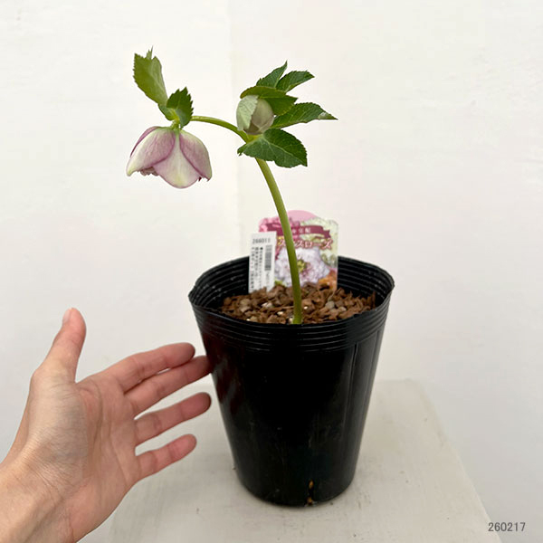 吉田園芸さんのクリスマスローズ：超多弁交配26-09／4.5号ポット【現品販売】