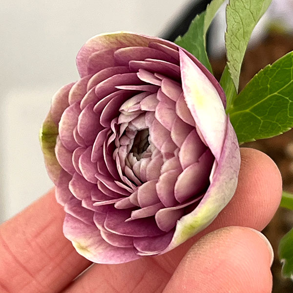 吉田園芸さんのクリスマスローズ：超多弁交配26-09／4.5号ポット【現品販売】