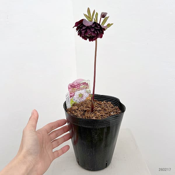 吉田園芸さんのクリスマスローズ：超多弁交配26-10／4.5号ポット【現品販売】