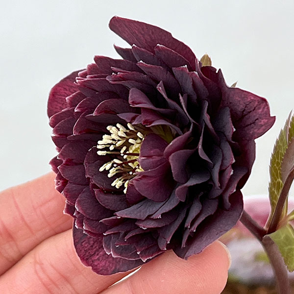 吉田園芸さんのクリスマスローズ：超多弁交配26-10／4.5号ポット【現品販売】