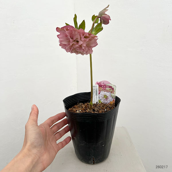 吉田園芸さんのクリスマスローズ：超多弁交配26-11／4.5号ポット【現品販売】