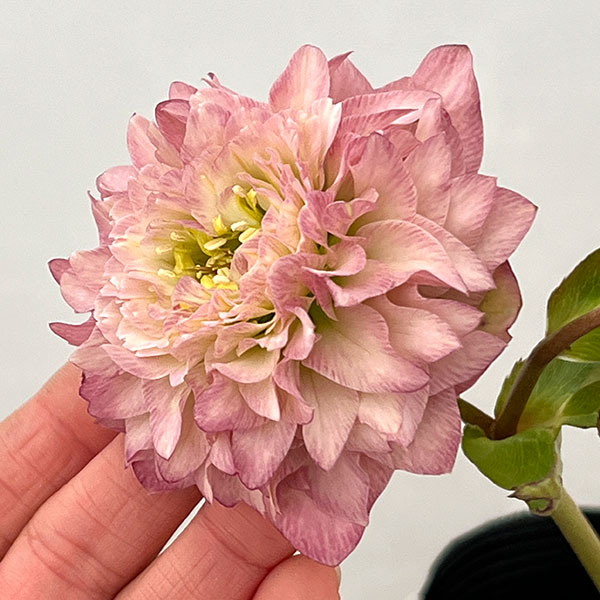 吉田園芸さんのクリスマスローズ：超多弁交配26-11／4.5号ポット【現品販売】