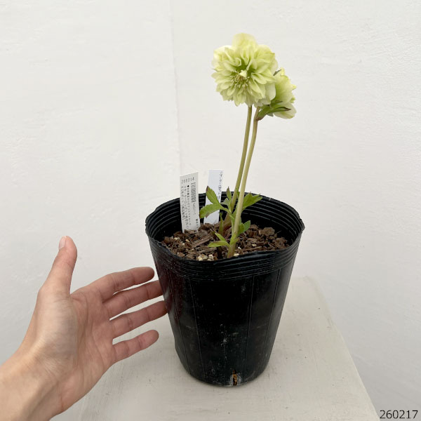 吉田園芸さんのクリスマスローズ：クオーターロッゼット咲き26-01／4.5号ポット【現品販売】