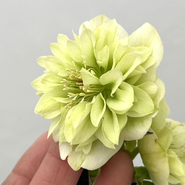 吉田園芸さんのクリスマスローズ：クオーターロッゼット咲き26-01／4.5号ポット【現品販売】