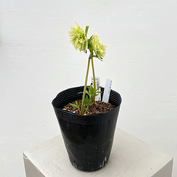 吉田園芸さんのクリスマスローズ：クオーターロッゼット咲き26-01／4.5号ポット【現品販売】