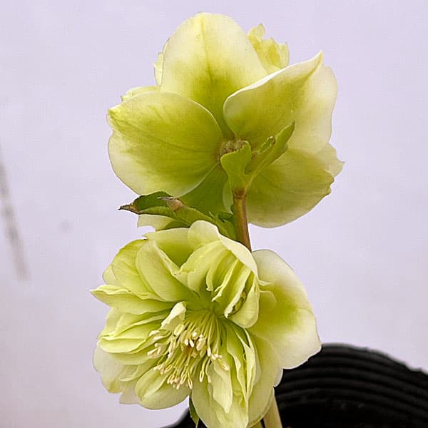 吉田園芸さんのクリスマスローズ：クオーターロッゼット咲き26-01／4.5号ポット【現品販売】