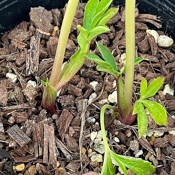 吉田園芸さんのクリスマスローズ：クオーターロッゼット咲き26-01／4.5号ポット【現品販売】