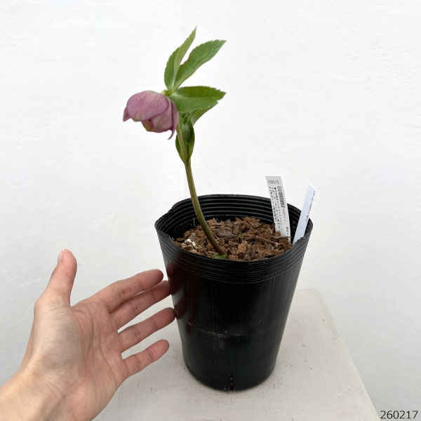 吉田園芸さんのクリスマスローズ：クオーターロッゼット咲き26-02／4.5号ポット【現品販売】