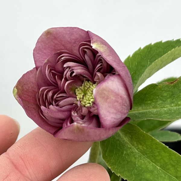 吉田園芸さんのクリスマスローズ：クオーターロッゼット咲き26-02／4.5号ポット【現品販売】