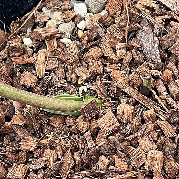 吉田園芸さんのクリスマスローズ：クオーターロッゼット咲き26-02／4.5号ポット【現品販売】