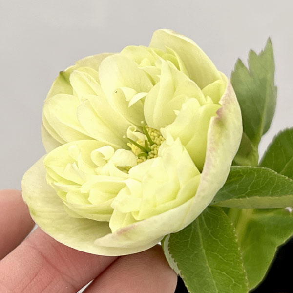 園芸ネット本店｜吉田園芸さんのクリスマスローズ：クオーターロッ