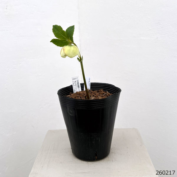 吉田園芸さんのクリスマスローズ：クオーターロッゼット咲き26-04／4.5号ポット【現品販売】