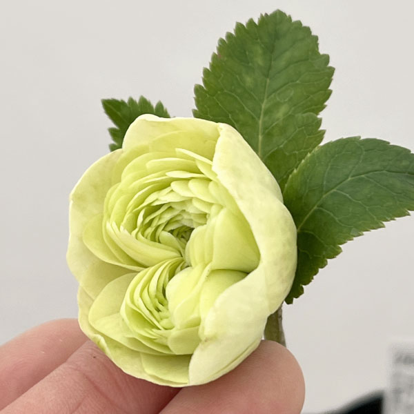 吉田園芸さんのクリスマスローズ：クオーターロッゼット咲き26-04／4.5号ポット【現品販売】