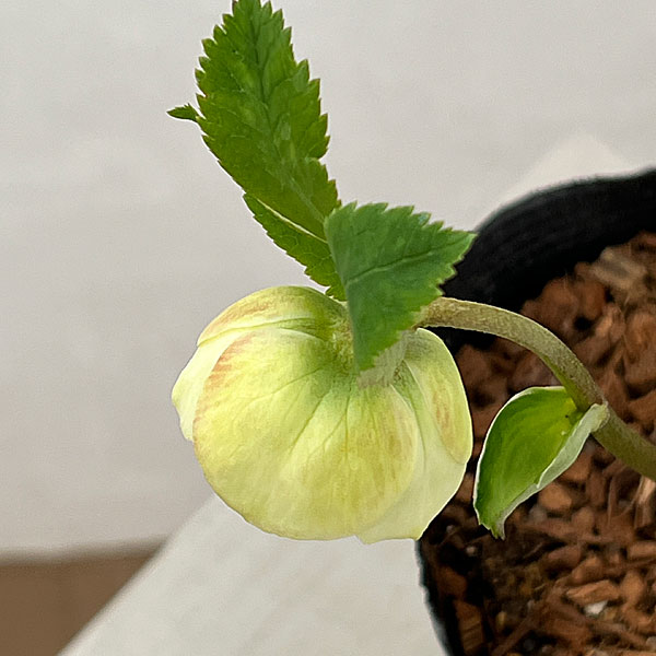 吉田園芸さんのクリスマスローズ：クオーターロッゼット咲き26-04／4.5号ポット【現品販売】