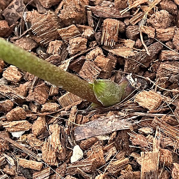 吉田園芸さんのクリスマスローズ：クオーターロッゼット咲き26-04／4.5号ポット【現品販売】