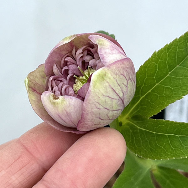 園芸ネット本店｜吉田園芸さんのクリスマスローズ：クオーターロッ