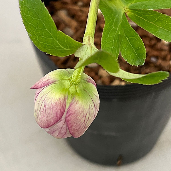 園芸ネット本店｜吉田園芸さんのクリスマスローズ：クオーターロッ