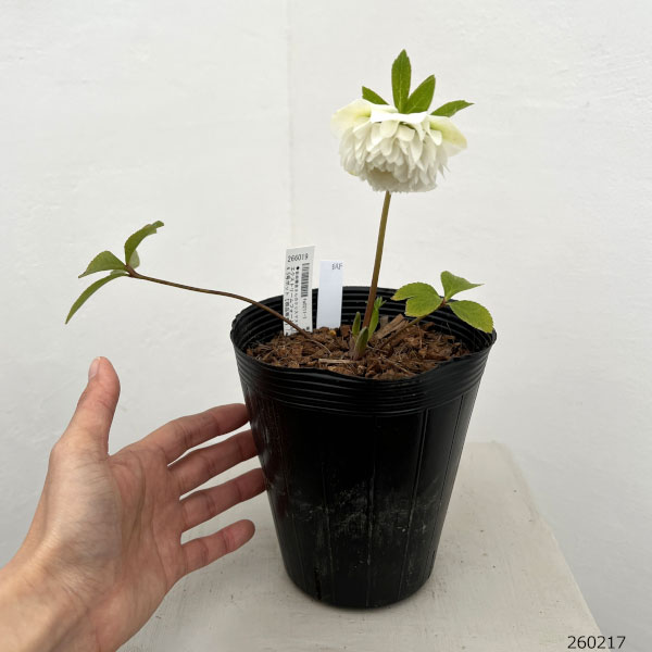 吉田園芸さんのクリスマスローズ：エクストリームフォーム26-01／4.5号ポット【現品販売】