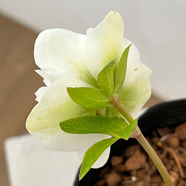 吉田園芸さんのクリスマスローズ：エクストリームフォーム26-01／4.5号ポット【現品販売】