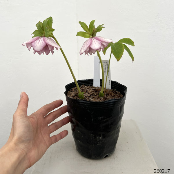 園芸ネット本店｜吉田園芸さんのクリスマスローズ：クローリス26-01