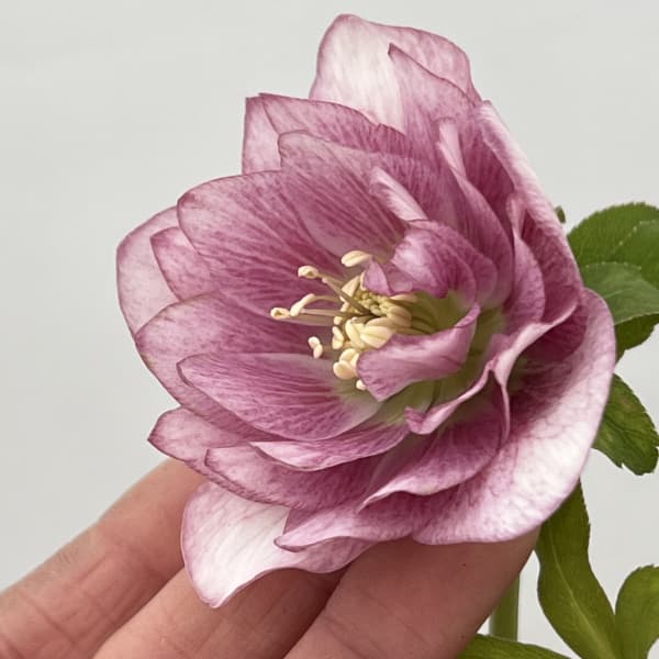 園芸ネット本店｜吉田園芸さんのクリスマスローズ：クローリス26-01