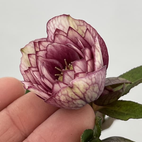 吉田園芸さんのクリスマスローズ：クローリス26-02／4.5号ポット【現品販売】