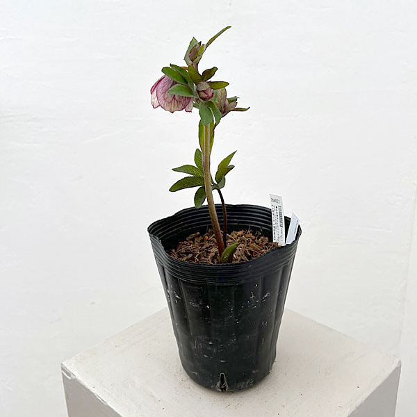 吉田園芸さんのクリスマスローズ：クローリス26-02／4.5号ポット【現品販売】