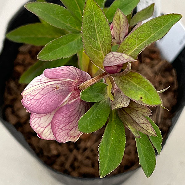 吉田園芸さんのクリスマスローズ：クローリス26-02／4.5号ポット【現品販売】