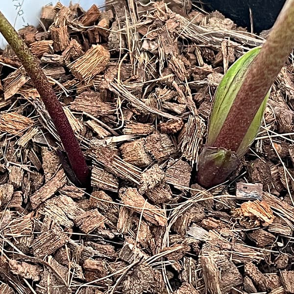 吉田園芸さんのクリスマスローズ：クローリス26-02／4.5号ポット【現品販売】