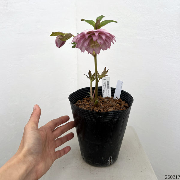 吉田園芸さんのクリスマスローズ：クローリス26-03／4.5号ポット【現品販売】