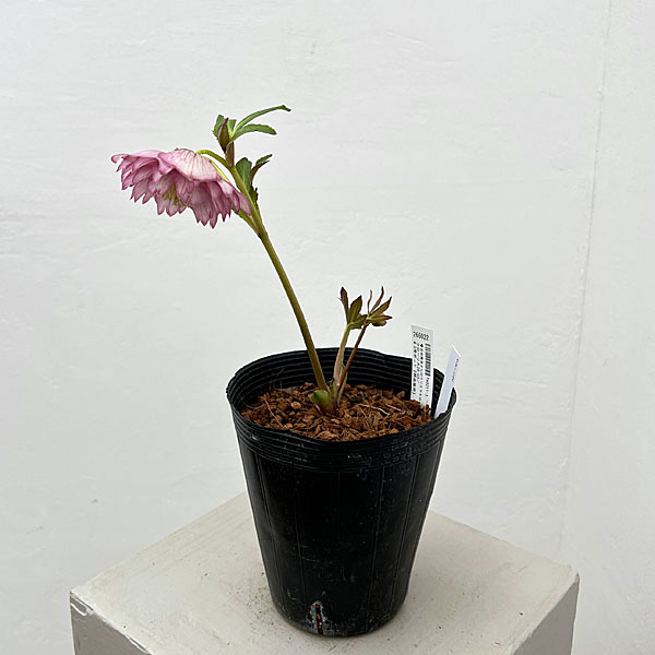 吉田園芸さんのクリスマスローズ：クローリス26-03／4.5号ポット【現品販売】