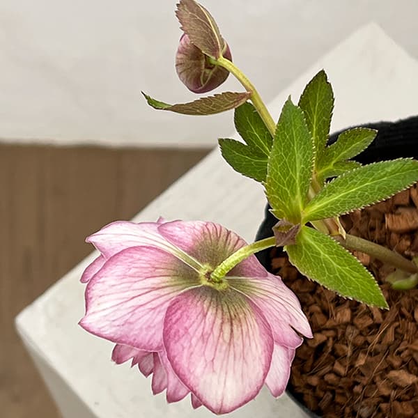 吉田園芸さんのクリスマスローズ：クローリス26-03／4.5号ポット【現品販売】