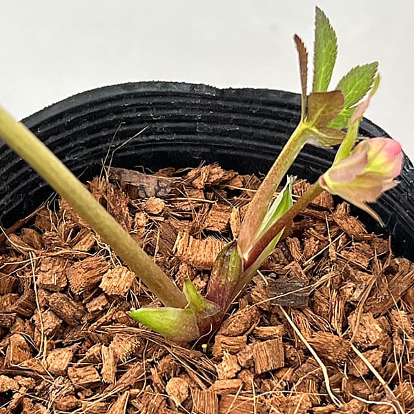 吉田園芸さんのクリスマスローズ：クローリス26-03／4.5号ポット【現品販売】