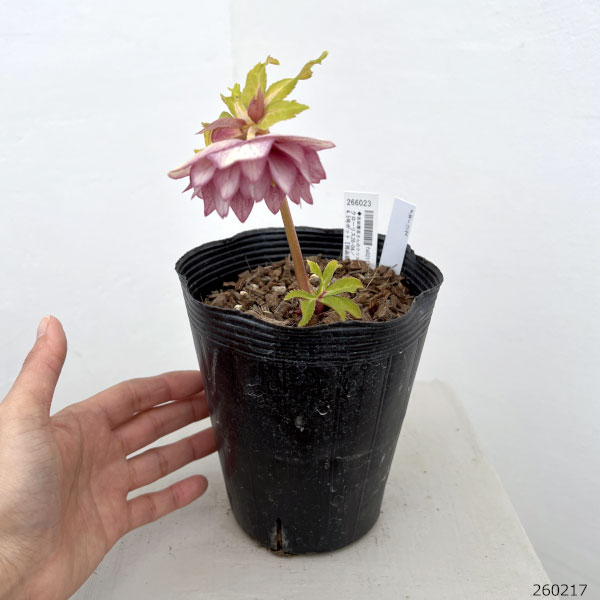 吉田園芸さんのクリスマスローズ：クローリス26-04／4.5号ポット【現品販売】