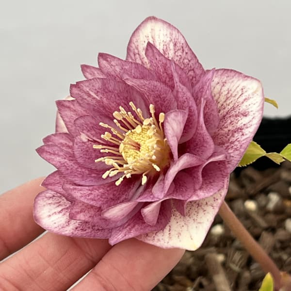 吉田園芸さんのクリスマスローズ：クローリス26-04／4.5号ポット【現品販売】