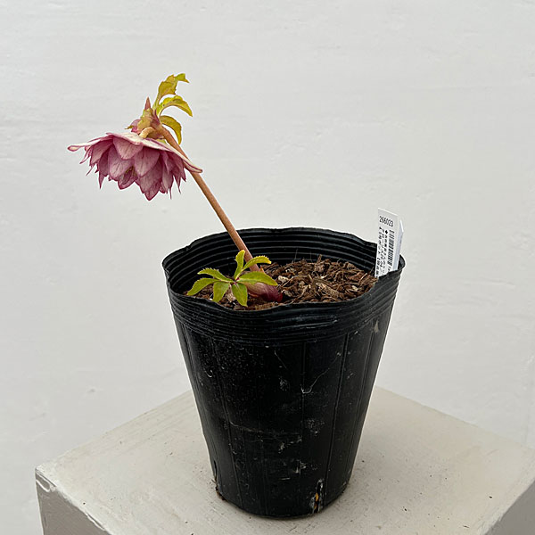 吉田園芸さんのクリスマスローズ：クローリス26-04／4.5号ポット【現品販売】