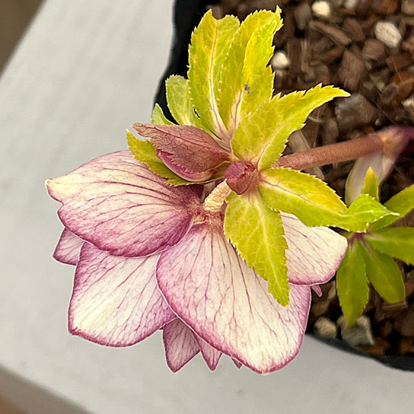 吉田園芸さんのクリスマスローズ：クローリス26-04／4.5号ポット【現品販売】