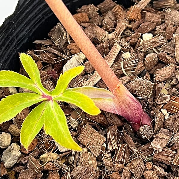 吉田園芸さんのクリスマスローズ：クローリス26-04／4.5号ポット【現品販売】