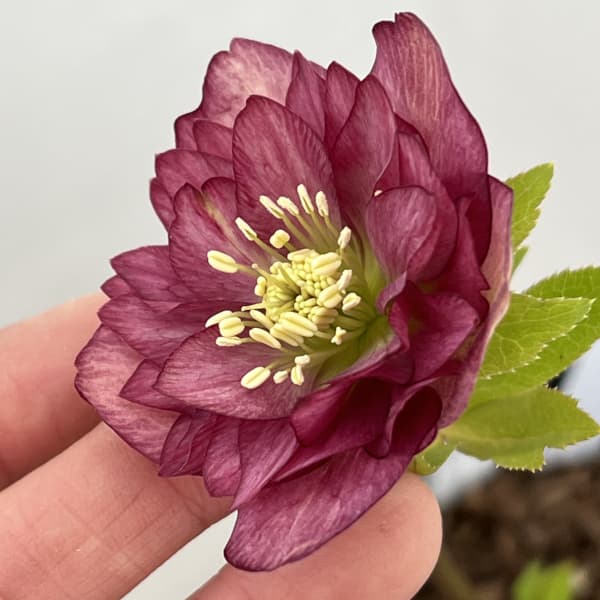 吉田園芸さんのクリスマスローズ：クローリス26-05／4.5号ポット【現品販売】