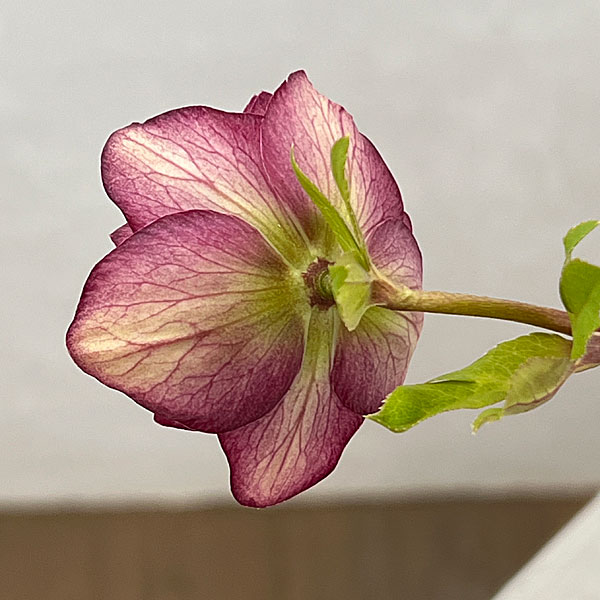 吉田園芸さんのクリスマスローズ：クローリス26-05／4.5号ポット【現品販売】