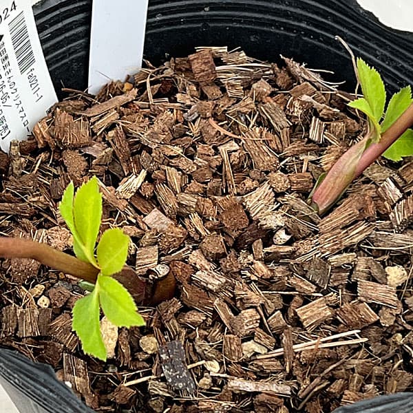 吉田園芸さんのクリスマスローズ：クローリス26-05／4.5号ポット【現品販売】