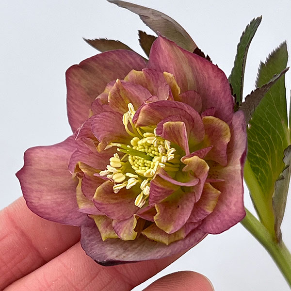 吉田園芸さんのクリスマスローズ：カメレオン26-01／4.5号ポット【現品販売】