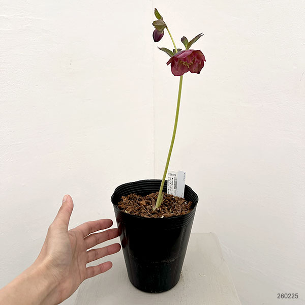 ●吉田園芸さんのクリスマスローズ：カメレオン26-02／4.5号ポット【現品販売】