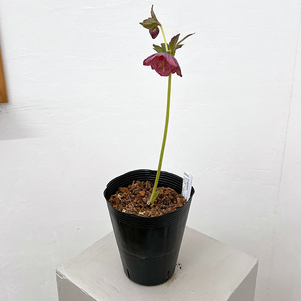 ●吉田園芸さんのクリスマスローズ：カメレオン26-02／4.5号ポット【現品販売】